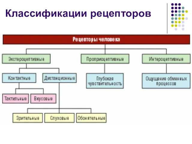 Классификации рецепторов