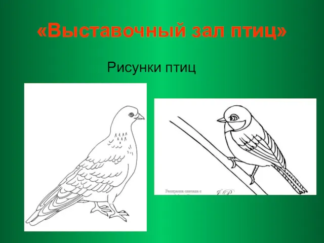 «Выставочный зал птиц» Рисунки птиц