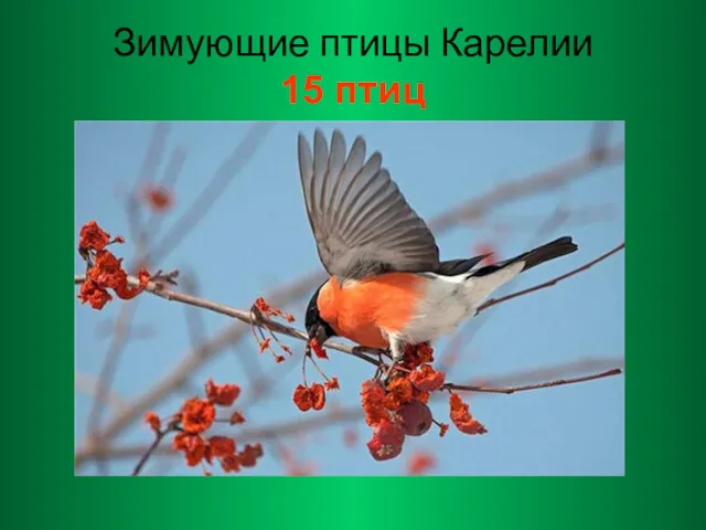 Зимующие птицы Карелии 15 птиц