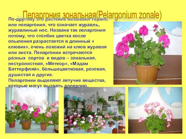 По-другому это растение называют герань или пеларгония, что означает журавль,