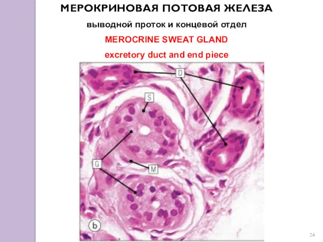 МЕРОКРИНОВАЯ ПОТОВАЯ ЖЕЛЕЗА выводной проток и концевой отдел MEROCRINE SWEAT GLAND excretory duct and end piece