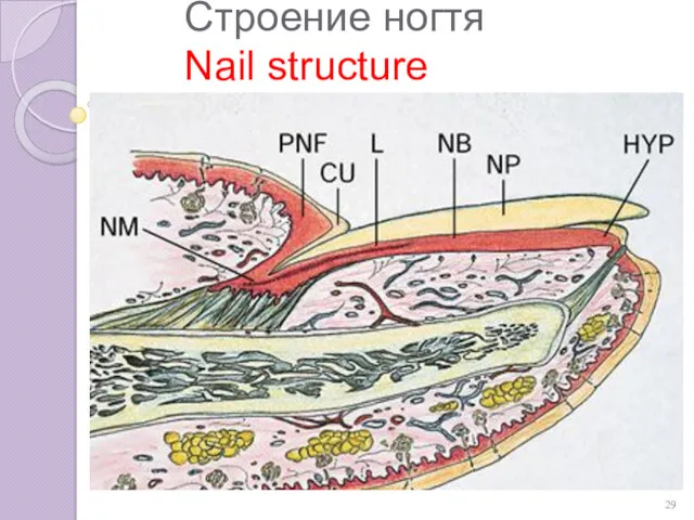 СТРОЕНИЕ НОГТЯ Строение ногтя Nail structure