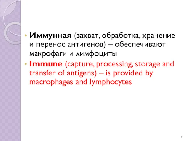 Иммунная (захват, обработка, хранение и перенос антигенов) – обеспечивают макрофаги