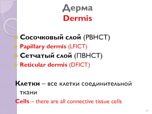 Дерма Dermis Сосочковый слой (РВНСТ) Papillary dermis (LFICT) Сетчатый слой