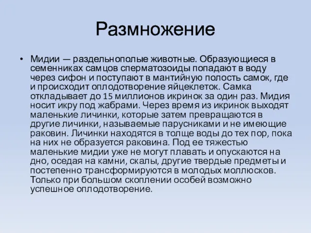 Размножение Мидии — раздельнополые животные. Образующиеся в семенниках самцов сперматозоиды