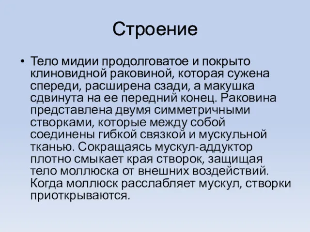 Строение Тело мидии продолговатое и покрыто клиновидной раковиной, которая сужена