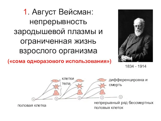 1. Август Вейсман: непрерывность зародышевой плазмы и ограниченная жизнь взрослого