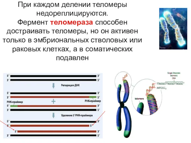 При каждом делении теломеры недореплицируются. Фермент теломераза способен достраивать теломеры,