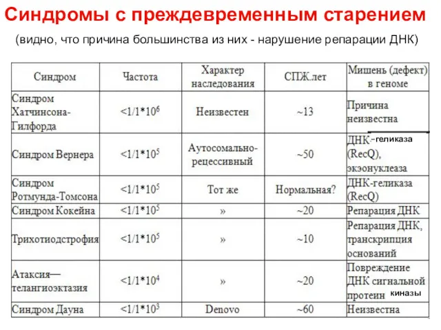 геликаза киназы Синдромы с преждевременным старением (видно, что причина большинства из них - нарушение репарации ДНК)