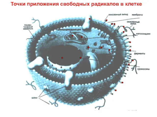 Точки приложения свободных радикалов в клетке