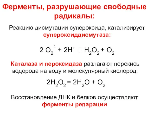 Ферменты, разрушающие свободные радикалы: Реакцию дисмутации супероксида, катализирует супероксиддисмутаза: 2