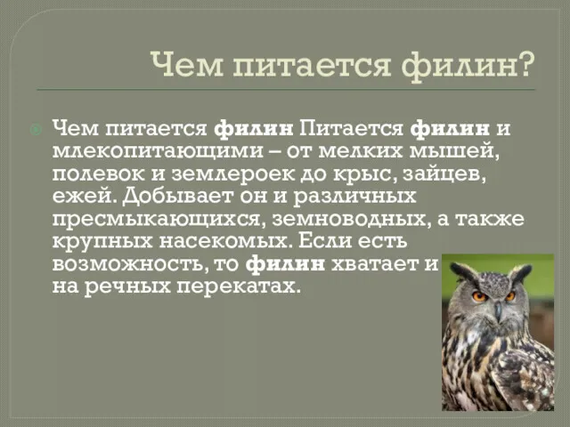 Чем питается филин? Чем питается филин Питается филин и млекопитающими