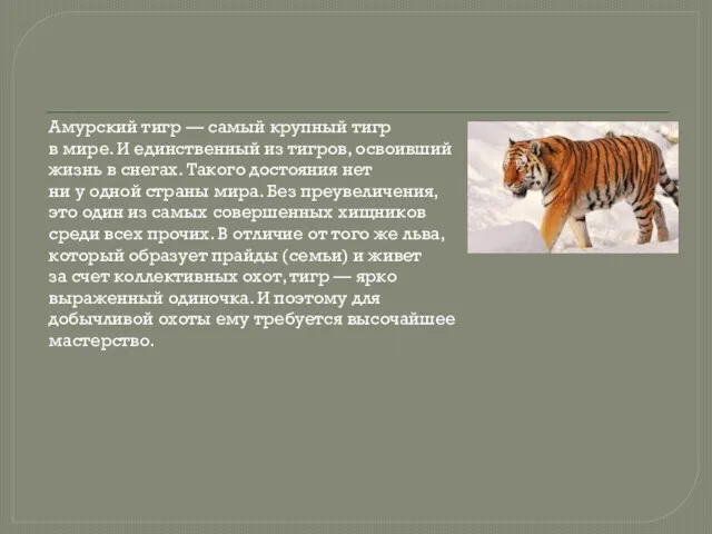 Амурский тигр — самый крупный тигр в мире. И единственный