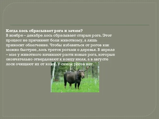 Когда лось сбрасывает рога и зачем? В ноябре – декабре