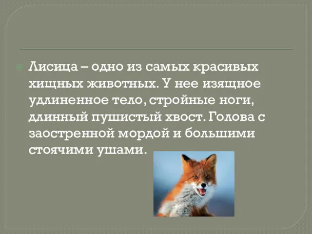 Лисица – одно из самых красивых хищных животных. У нее