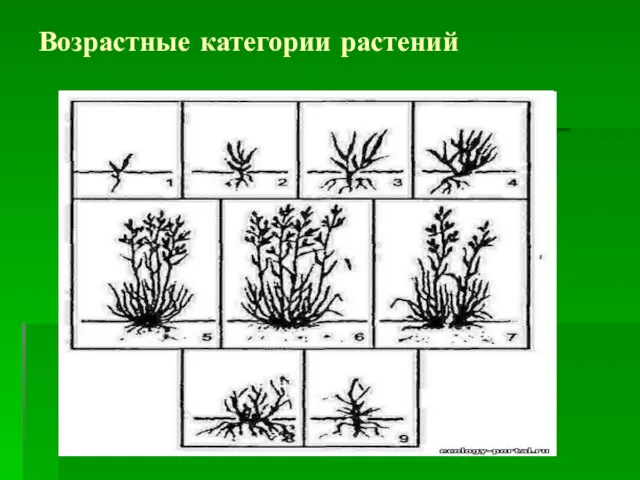 Возрастные категории растений