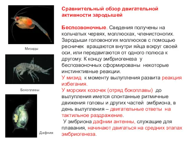 Сравнительный обзор двигательной активности зародышей Беспозвоночные. Сведения получены на кольчатых