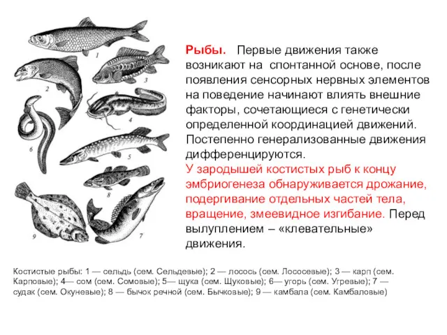 Рыбы. Первые движения также возникают на спонтанной основе, после появления