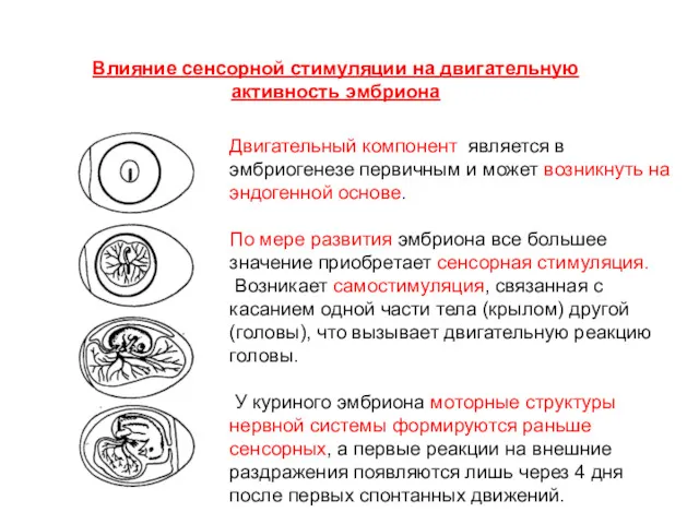 Двигательный компонент является в эмбриогенезе первичным и может возникнуть на