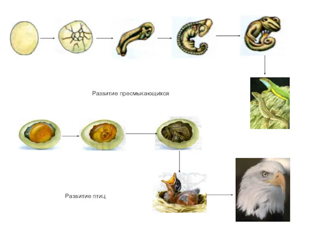 Развитие пресмыкающихся Развитие птиц