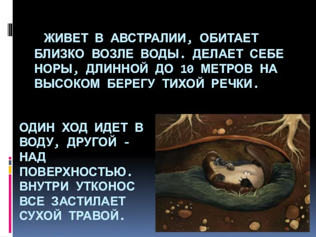 ЖИВЕТ В АВСТРАЛИИ, ОБИТАЕТ БЛИЗКО ВОЗЛЕ ВОДЫ. ДЕЛАЕТ СЕБЕ НОРЫ,