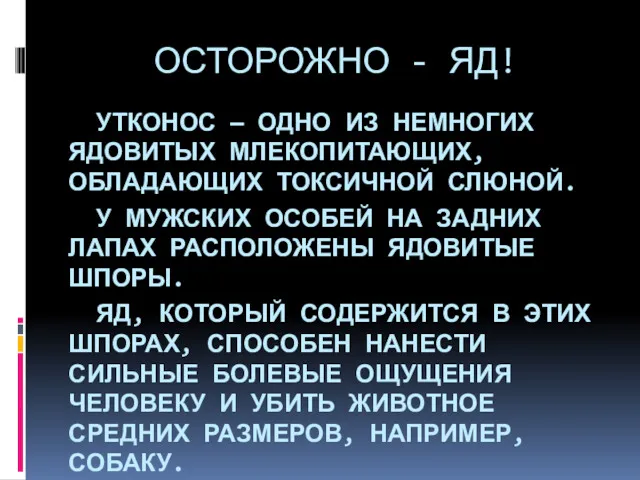 ОСТОРОЖНО - ЯД! УТКОНОС — ОДНО ИЗ НЕМНОГИХ ЯДОВИТЫХ МЛЕКОПИТАЮЩИХ,