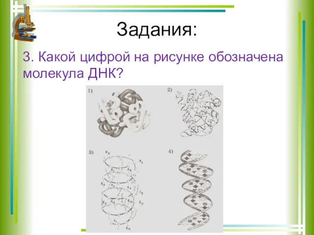 Задания: 3. Какой цифрой на рисунке обозначена молекула ДНК?