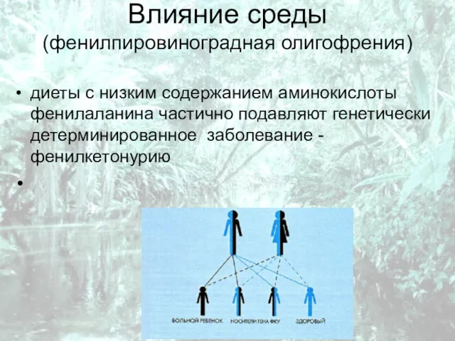 Влияние среды (фенилпировиноградная олигофрения) диеты с низким содержанием аминокислоты фенилаланина