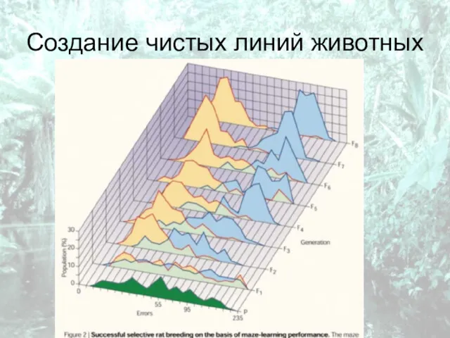 Создание чистых линий животных