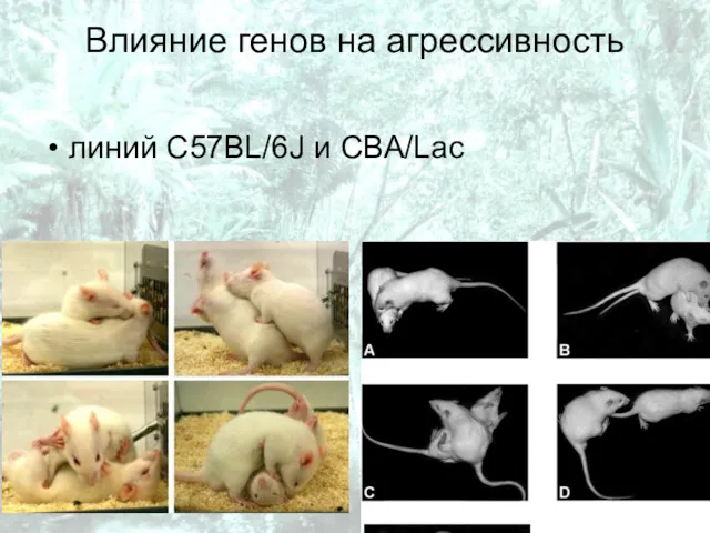 Влияние генов на агрессивность линий C57BL/6J и CBA/Lac