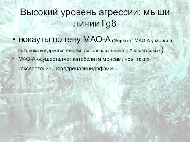 Высокий уровень агрессии: мыши линииTg8 нокауты по гену МАО-А (Фермент