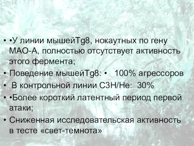 •У линии мышейTg8, нокаутных по гену МАО-А, полностью отсутствует активность