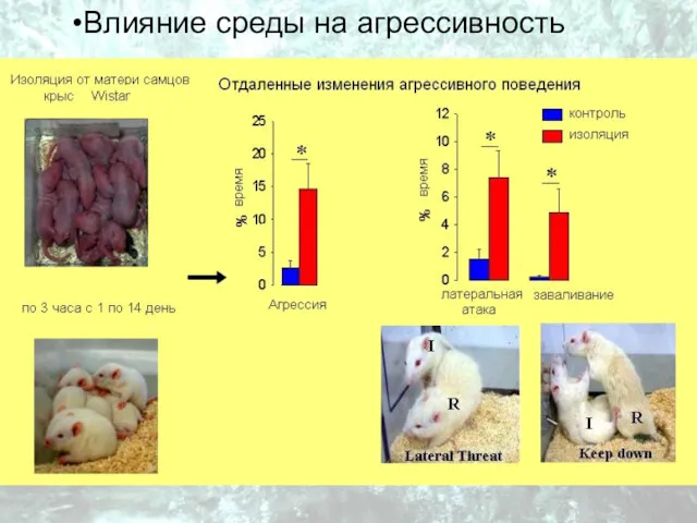 Влияние среды на агрессивность