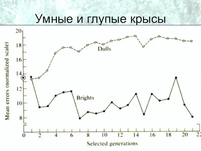 Умные и глупые крысы