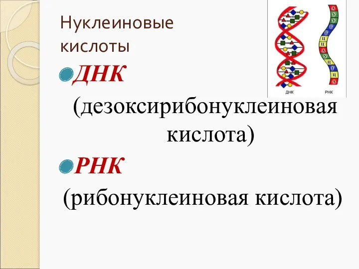 Нуклеиновые кислоты ДНК (дезоксирибонуклеиновая кислота) РНК (рибонуклеиновая кислота)