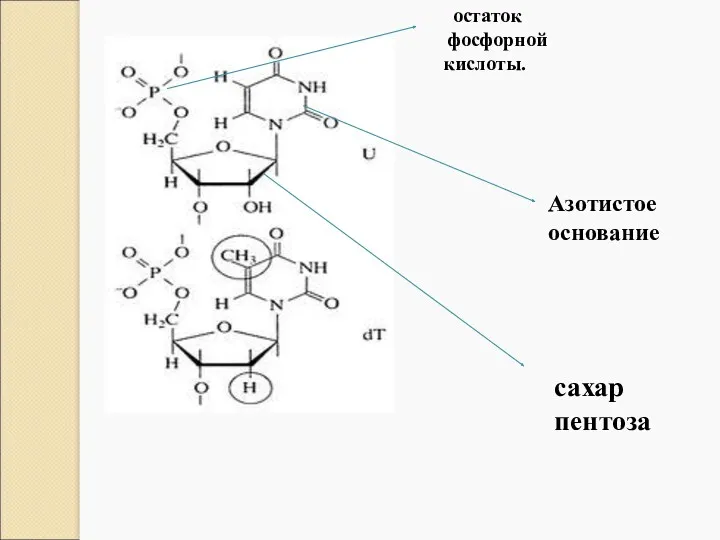 Азотистое основание сахар пентоза остаток фосфорной кислоты.