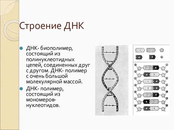 Строение ДНК ДНК- биополимер, состоящий из полинуклеотидных цепей, соединенных друг с другом. ДНК-