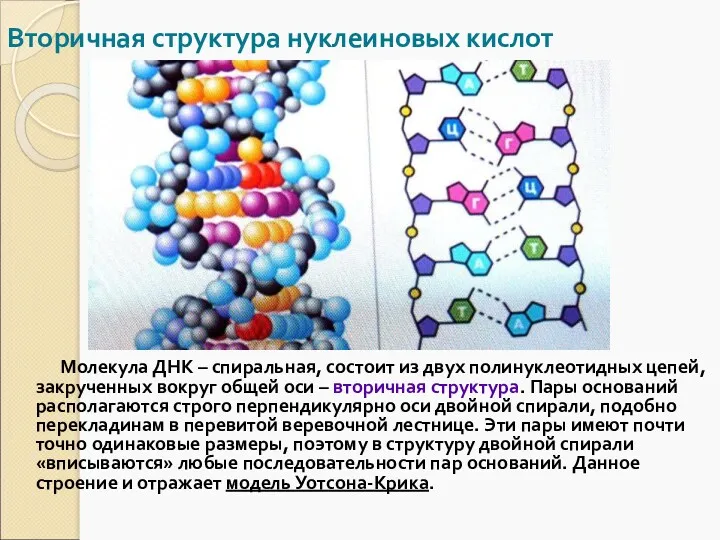 Вторичная структура нуклеиновых кислот Молекула ДНК – спиральная, состоит из двух полинуклеотидных цепей,