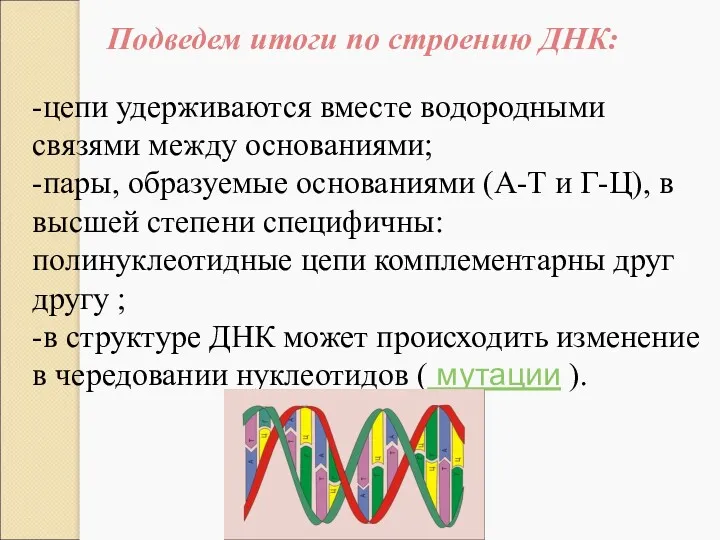 -цепи удерживаются вместе водородными связями между основаниями; -пары, образуемые основаниями