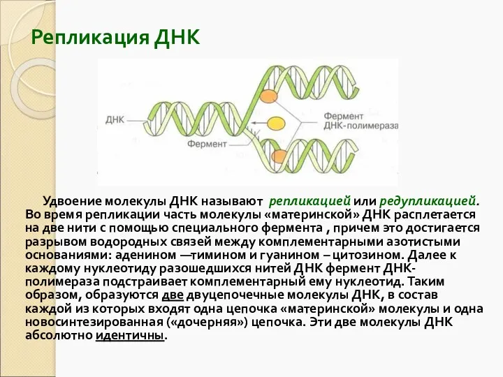 Репликация ДНК Удвоение молекулы ДНК называют репликацией или редупликацией. Во время репликации часть