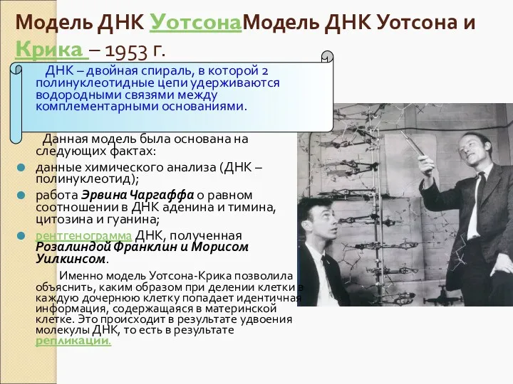 Модель ДНК УотсонаМодель ДНК Уотсона и Крика – 1953 г.