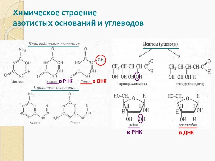 Химическое строение азотистых оснований и углеводов в РНК в ДНК в РНК в ДНК