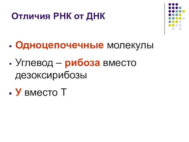 Отличия РНК от ДНК Одноцепочечные молекулы Углевод – рибоза вместо дезоксирибозы У вместо Т