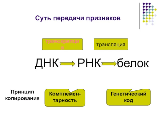 Суть передачи признаков ДНК РНК белок транскрипция трансляция Комплемен-тарность Принцип копирования Генетический код