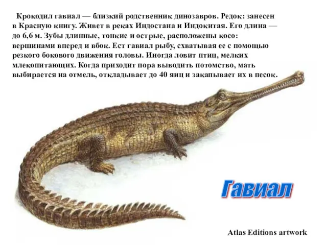 Atlas Editions artwork Гавиал Крокодил гавиал — близкий родственник динозавров.
