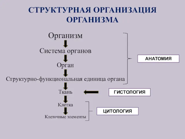 СТРУКТУРНАЯ ОРГАНИЗАЦИЯ ОРГАНИЗМА Организм Система органов Орган Структурно-функциональная единица органа