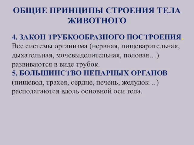 ОБЩИЕ ПРИНЦИПЫ СТРОЕНИЯ ТЕЛА ЖИВОТНОГО 4. ЗАКОН ТРУБКООБРАЗНОГО ПОСТРОЕНИЯ. Все