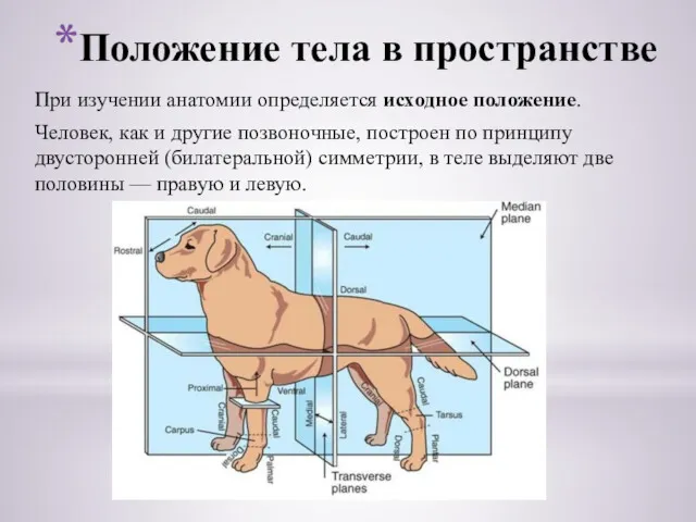 Положение тела в пространстве При изучении анатомии определяется исходное положение.