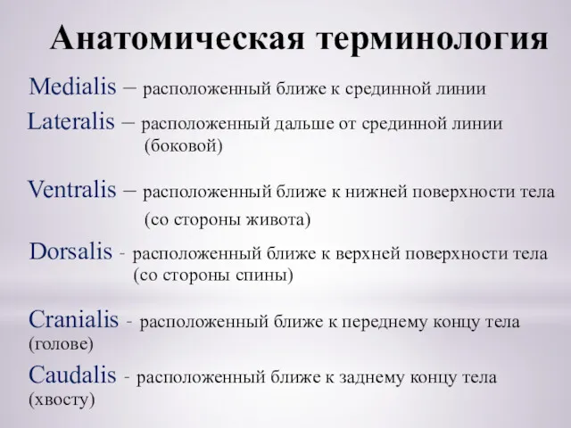 Анатомическая терминология Medialis – расположенный ближе к срединной линии Lateralis