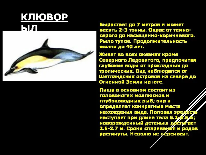 КЛЮВОРЫЛ Вырастает до 7 метров и может весить 2-3 тонны.